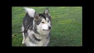 Alaskan Malamute growls at the church [upl. by Yeh]