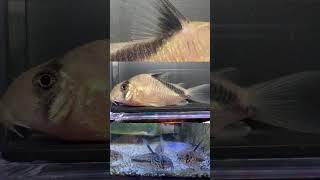 Corydoras catfish fishroom catfish corydoras fishtank fishhobbyist aquascape aquarium fish [upl. by Aicitel]