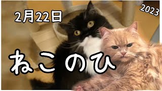 【ねこのひ2023】みすみカメラが追うッ！！ねこに感謝しねこをあがめる日！【むくもか】 [upl. by Ilime621]