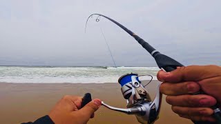 Fighting A Striped Bass On Light Gear PHENIX TRIFECTA LITE  SHIMANO STRADIC [upl. by Aleunam]