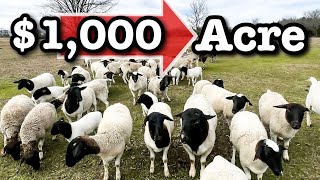 5 WAYS IM RAISING SHEEP TO EARN 1000 PER ACRE  Micro Ranching For Profit Sheep Farming in the USA [upl. by Etnaik]