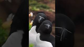 A brief introduction to the 😃Razorbill😭horts youtubeshorts animals [upl. by Remsen]