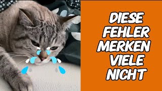 So schadest du deiner Katze ohne es zu merken [upl. by Tabbie]