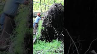 Putting an uprooted Oak tree back where it came from woodworking sawmill woodmizersawmill [upl. by Assital]