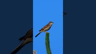 Common whitethroat Singing Tornsanger Dorngrasmücke gesang Grasmus geluid Cierniówka śpiew shorts [upl. by Eerehs]