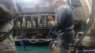 MILKER STOPPED WORKING  Milking Cows Vlog [upl. by Read]