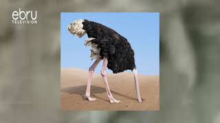 How Ostrich Protect Themselves From Danger [upl. by Yllet]