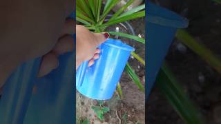 Dracaena plant cutting se repotting karna🪴  plants  garden [upl. by Barra382]