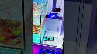 Goldfish Arcade Machine😱shorts [upl. by Raffaello]