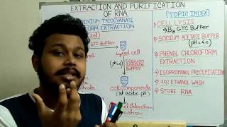 RNA Extraction and Purification Acid Guanidinium Thiocyanate Phenol Chloroform TRIzol extraction [upl. by Dlarej]