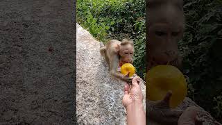 Lady monkey taking orange nicely monkeyvideo monkey monkeylover viralshort Monkeyeating manga [upl. by Oluas]