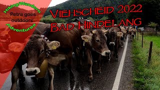 Viehscheid Almabtrieb 2022 in Bad Hindelang  Allgäu  Sehr empfehlenswert da traditionell [upl. by Wildermuth]