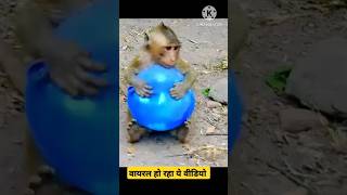 How What did the monkey get out of the big balloon by bursting it Broke The Internet shorts pets [upl. by Cutty]