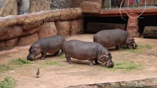 Hipopotam nilowy  Hippos  Afrykarium Zoo Wroclaw 2024 [upl. by Parthinia547]