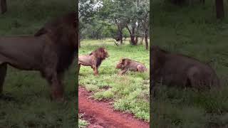 Male Lions Fight  👆🏼👆🏼FULL VIDEO shorts lions animals [upl. by Yevad426]