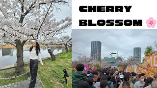 Ueno Park in Japan  Cherry Blossom 🌸 [upl. by Kreindler]