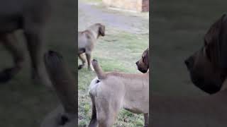 Real Boerboels  Harmony [upl. by Relyk]