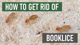 How to Get Rid of Booklice Barklice Psocids 4 Easy Steps [upl. by Yzdnil]