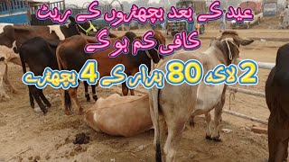 Bachro ke Latest Rates Update  Shahpur Kanjra Mandi  Lahore Cow Mandi  Sahiwal Nasal ke Bachray [upl. by Ulu]