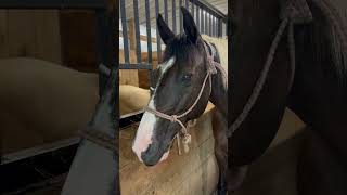 Horse Massage class Scout and Bender equinemassage horse horsecare equinemassagetherapy [upl. by Knah528]