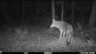 Creatures of the Night  trail cam videos [upl. by Wengert779]