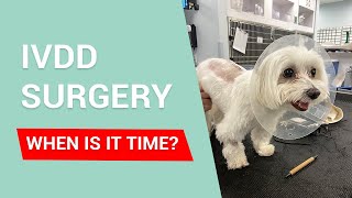 IVDD IN DOGS When is the right time to proceed with surgery [upl. by Eisyak]