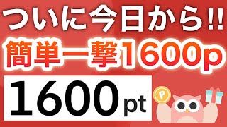 【待望】まさかのコレ一撃で1600p貰える‼︎Powlが超本気！！ [upl. by Eisiam]