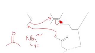 CHEM 407  Carbohydrate Chemistry  Hydrolysis of a Schiff Base [upl. by Ariaz]