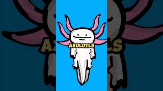 Did you know axolotls have the best regeneration in the world shorts [upl. by Neely]