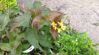 Bombus affinis on Dwarf Bush Honeysuckle [upl. by Atsahc]