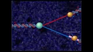 dna replication fork [upl. by Erlina]