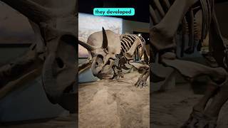 Exploring Ceratopsian Evolution Triceratops and Protoceratops Displays at the Field Museum fossil [upl. by Jordain2]