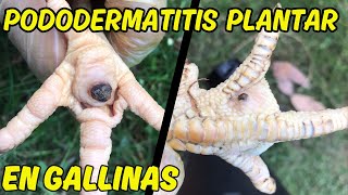 Hablemos de gallinas quotTratamiento para Pododermatitis plantar CLAVOSquot HyLine Brown 29 [upl. by Eardna835]