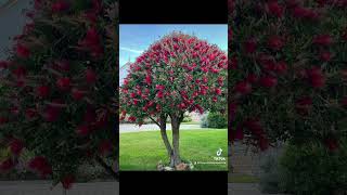 Bottlebrush tree 🌳 viralvideo shorts bottlebrush tree [upl. by Sirrom]