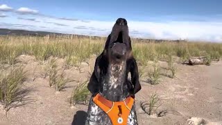 Bluetick Howling at the Beach [upl. by Ydospahr]