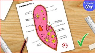 Paramecium Diagram drawing CBSE  easy way  Labeled Science projects  for beginners [upl. by Ahsel]