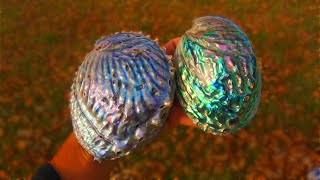 How To Polish Abalone Shells Like a Pro Contour and Level Polishing Paua Pink amp Midas Abalone [upl. by Kamaria189]