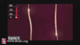 Polymerase Chain Reaction PCR [upl. by Einnod]