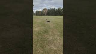 Jack Chi chasing dachshund dachshund jackchi dogpark [upl. by Emsmus]