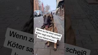 Wenn zu mir einer Scheiss Köter sagt shorts hund hunde [upl. by Katlaps]