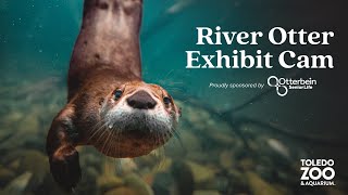 River Otter Exhibit LIVE  Toledo Zoo [upl. by Garrek]