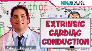 Cardiovascular  Electrophysiology  Extrinsic Cardiac Conduction System [upl. by Nelyak233]