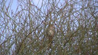 Chirruping Wedgebill  Bird watching in Australia with EjBirdwatching [upl. by Dayiz321]