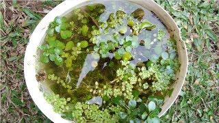 Incorporando peces al tanque de 6L con plantas acuáticas al sol [upl. by Naerda]