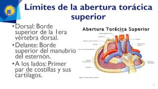 Clase Caja torácica  Dra Alejandra Mira [upl. by Mosera]