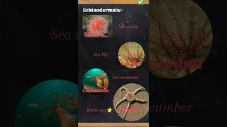 phylum Echinodermata short notes with tricks biology Neet [upl. by Nodyarg]