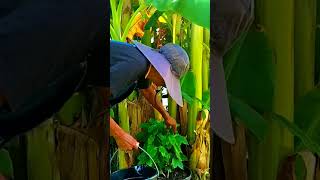 The Arabica Coffee Plant tnog gardening youtubeshorts zone9 neworleans [upl. by Volin]