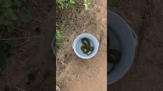 Tmr Aviary water snake non venomous released into wild snake pandemkollupempakam pandemkollu [upl. by Agamemnon]