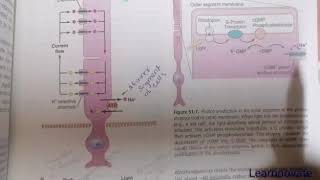 PHOTOCHEMISTRY OF VISION  RHODOPSINRETINAL VISUAL CYCLE ACTIVATION OF RODS AND CONES PHYSIOLOGY [upl. by Latsyk]