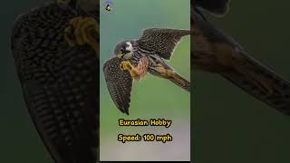 Top 10 Fastest Birds in the World fastestbird shorts viralshorts birds quickestbirds falcon [upl. by Chill296]